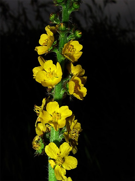 Agrimonia-eupatoria Galea.jpg