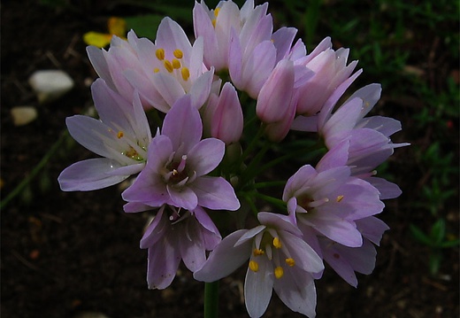 Allium-roseum Berango