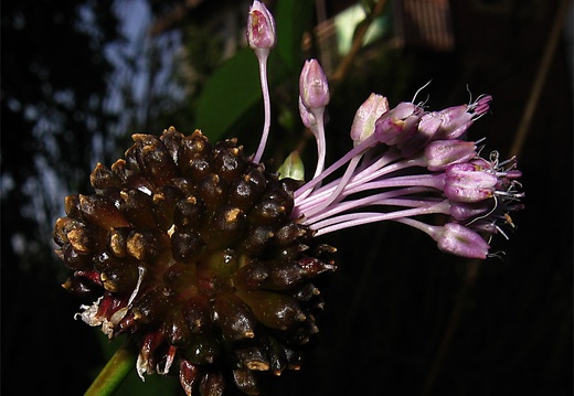 Allium-oleraceum Getxo