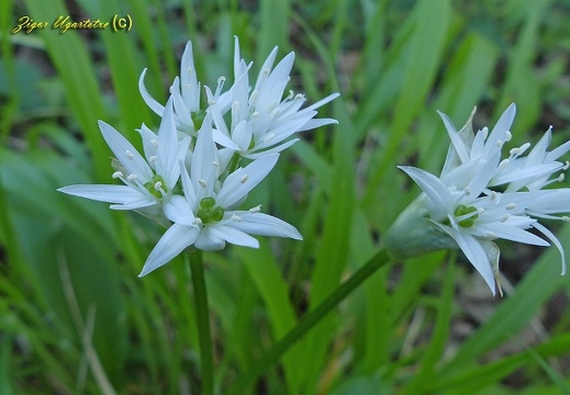 Allium-ursinum-Armentia
