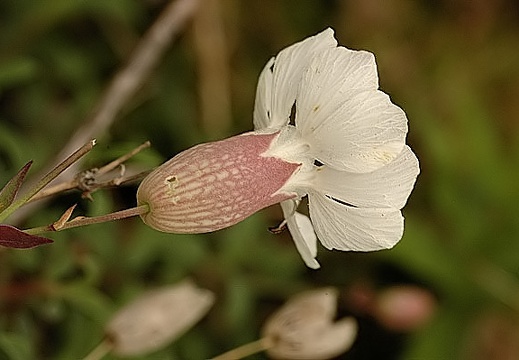 Silene latifolia macho