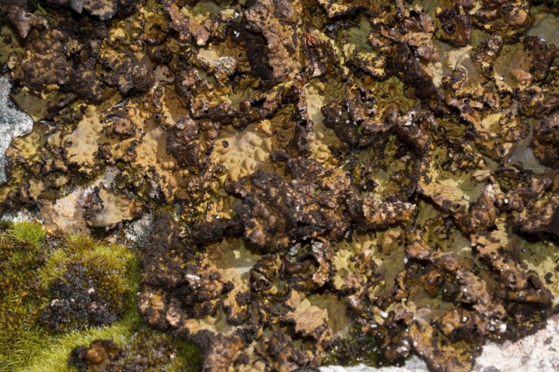 Liquen Lasallia pustulata conglomerados Sierra-La-Bra├▒a Valdecebollas (8).JPG
