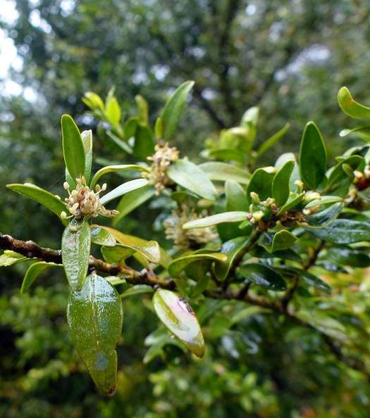 Buxus sempervirens-flor masculina y femenina-IZKIZ-Alava.jpg