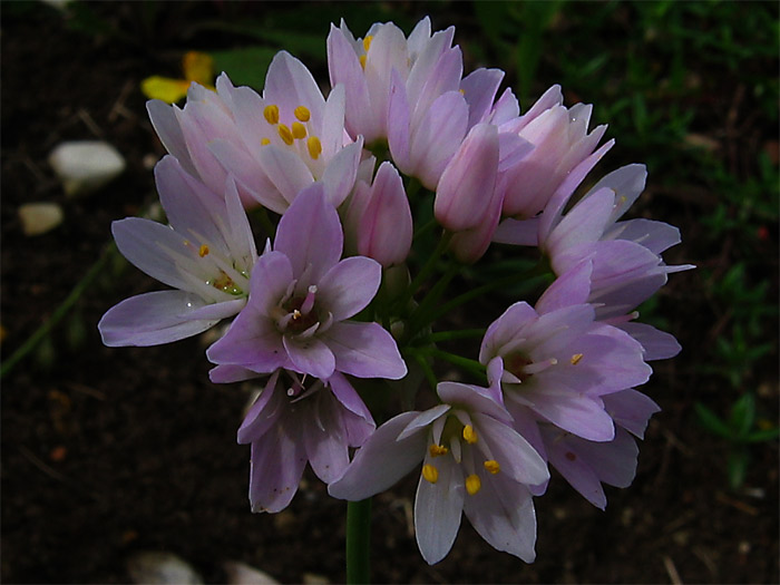 Allium-roseum Berango.jpg