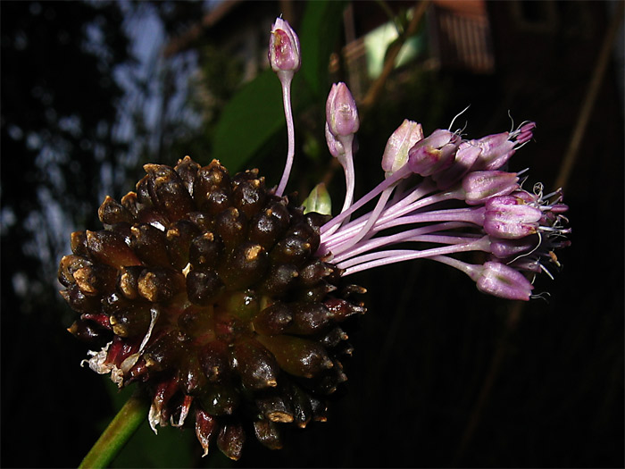 Allium-oleraceum Getxo.jpg