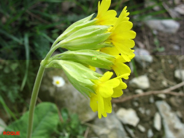 Primula veris 2.jpg