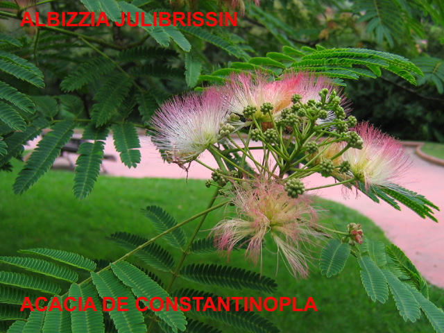 Albizzia_julibrissin_Acacia_de_Constantinopla_1_copia.jpg